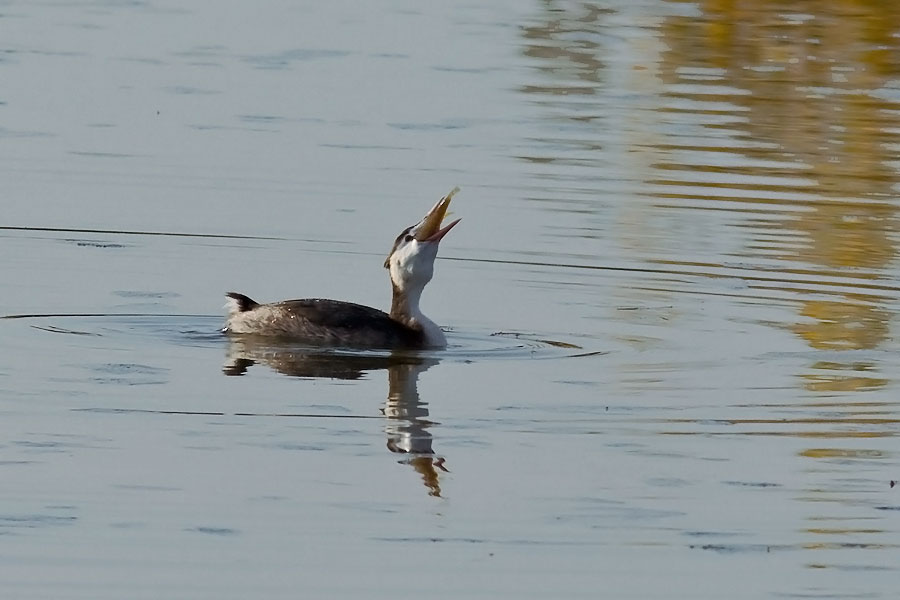 Svasso pescatore(serie)
